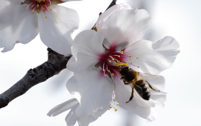 Beneficios del polen de abeja  Medical herbs, Holistic nutrition, Natural  medicine