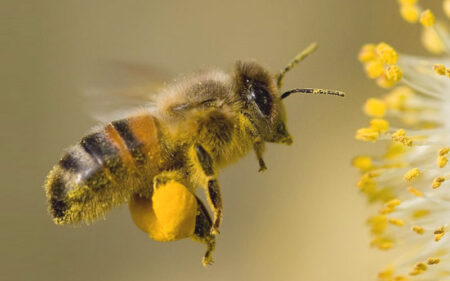 abeja